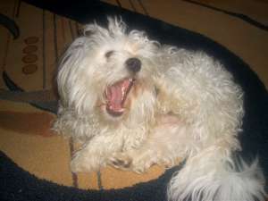 Vand bichon maltese mascul