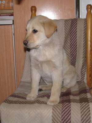 vand pui labrador ertriever superbi