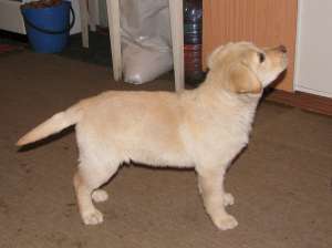 vand pui labrador ertriever superbi