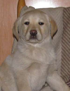 vand pui labrador ertriever superbi