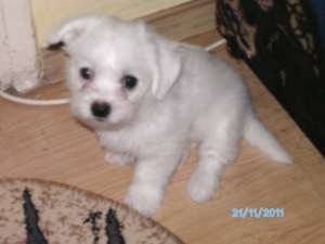 Vand Bichon Maltez