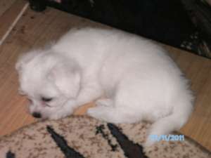 Vand Bichon Maltez