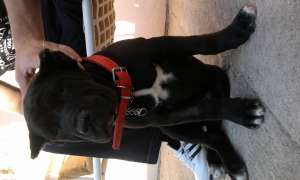 cane corso