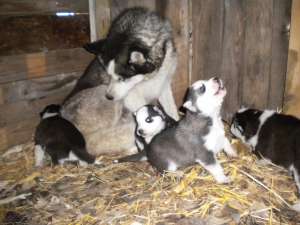 Vand Husky Siberian