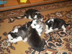 Vand Husky Siberian