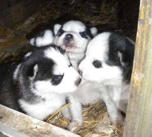 Vand Husky Siberian