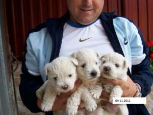 vand westie