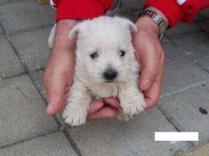 vand westie