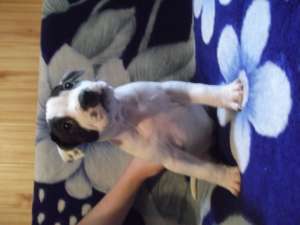 Pui AMSTAFF de vanzare