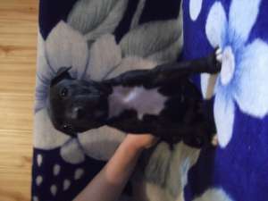 Pui AMSTAFF de vanzare