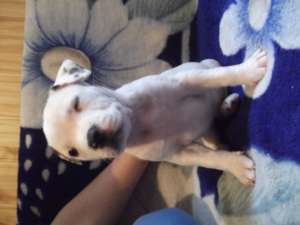 Pui AMSTAFF de vanzare