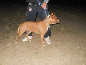 vind amstaff