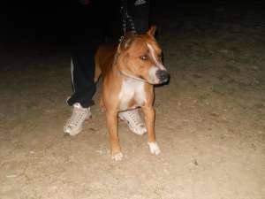 vind amstaff