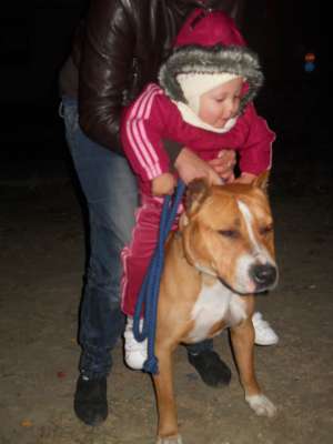 vind amstaff
