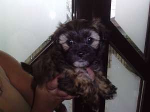 Vand pui bichon havanez
