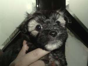 Vand pui bichon havanez