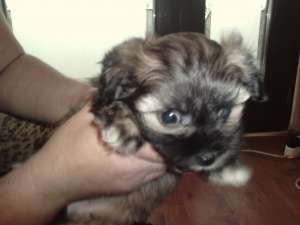 Vand pui bichon havanez
