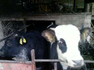 vand doi tauri la 340kg:metis si holstein, crescuti pentru carne 10luni, 7.5lei kg in viu sau 13lei 