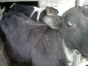 vand doi tauri la 340kg:metis si holstein, crescuti pentru carne 10luni, 7.5lei kg in viu sau 13lei 