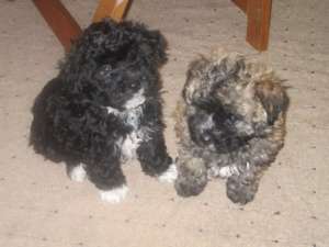 vand pui Bichon