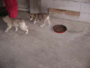 Catei husky