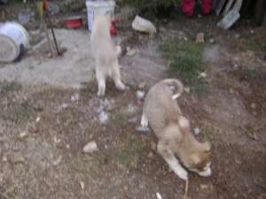 Catei husky