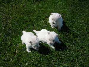 westie foarte frumos de vanzare