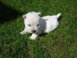 westie foarte frumos de vanzare