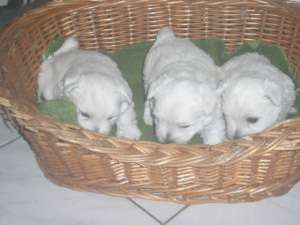westie foarte frumos de vanzare