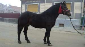 Armasar semi greu