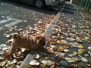 vand shar-pei