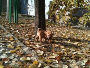 vand shar-pei