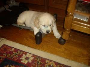 Un mascul golden