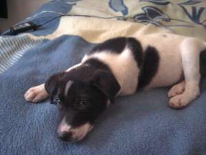 Donez caine,  urgent (TImisoara)