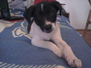Donez caine,  urgent (TImisoara)