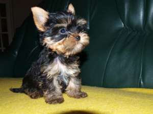 Vand pui de Yorkshire Terrier si Shih Tzu