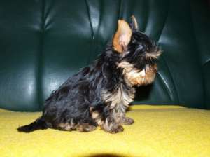 Vand pui de Yorkshire Terrier si Shih Tzu