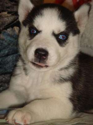 Pui Husky de vanzare
