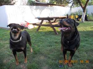 PUI ROTTWEILER RASA PURA BOTOSANI