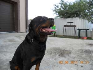 PUI ROTTWEILER RASA PURA BOTOSANI