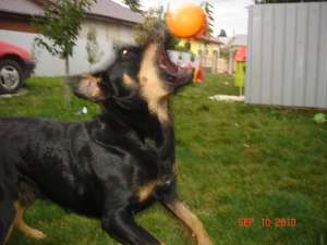 PUI ROTTWEILER RASA PURA BOTOSANI