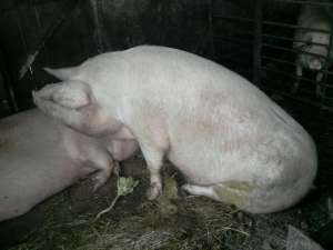 VAND 2 PORCI