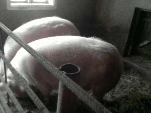 VAND 2 PORCI