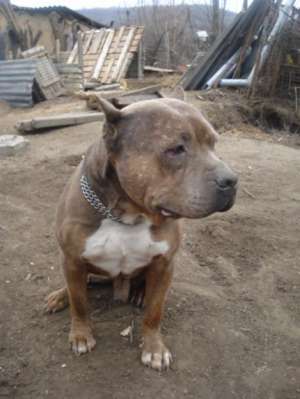 vand pui amstaff