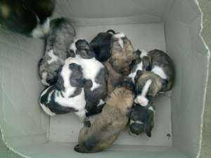 vand pui amstaff
