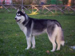 Husky