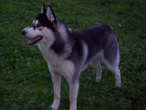 Husky