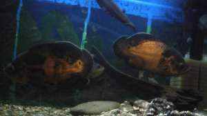 vind ciclasoma albino;nigro;biocelatum;multispinosa;mecki;ramirezi;scalari;hermicromis bimaculatus ;