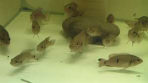 vind ciclasoma albino;nigro;biocelatum;multispinosa;mecki;ramirezi;scalari;hermicromis bimaculatus ;
