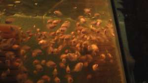 vind ciclasoma albino;nigro;biocelatum;multispinosa;mecki;ramirezi;scalari;hermicromis bimaculatus ;